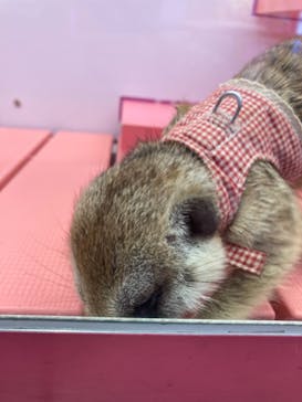 原宿かわいい動物園に投稿された画像（2021/6/22）