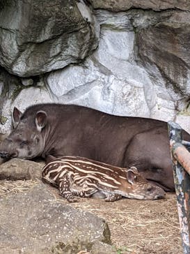 伊豆シャボテン動物公園に投稿された画像（2021/6/22）