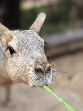 伊豆シャボテン動物公園に投稿された画像（2021/6/22）