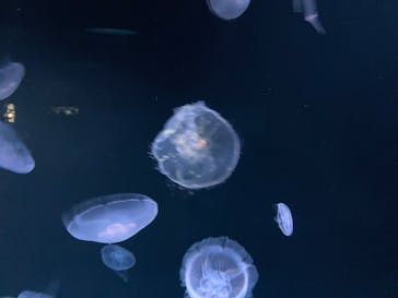 サンシャイン水族館に投稿された画像（2021/6/22）