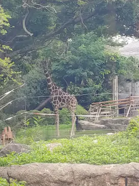 天王寺動物園に投稿された画像（2021/6/22）