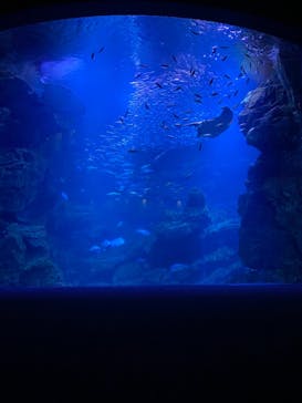 京都水族館に投稿された画像（2021/6/22）