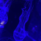 マクセル アクアパーク品川に投稿された画像（2021/6/23）