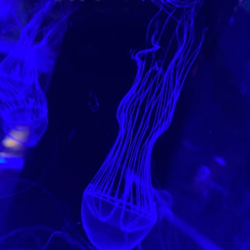 マクセル アクアパーク品川に投稿された画像（2021/6/23）