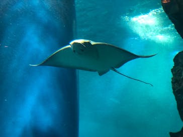 マクセル アクアパーク品川に投稿された画像（2021/6/23）