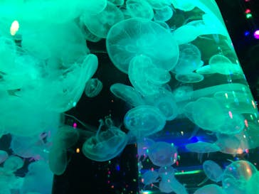 マクセル アクアパーク品川に投稿された画像（2021/6/23）