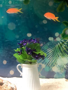 マクセル アクアパーク品川に投稿された画像（2021/6/23）