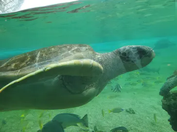 横浜・八景島シーパラダイスに投稿された画像（2021/6/23）