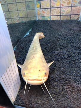 カワスイ 川崎⽔族館に投稿された画像（2021/6/24）