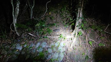 マングローブ茶屋に投稿された画像（2021/6/24）