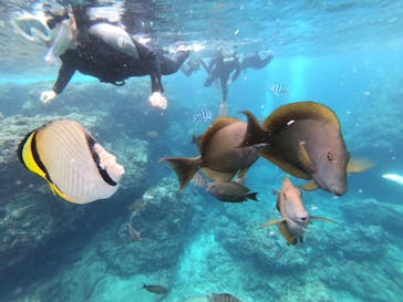 MalDive（モルダイブ）に投稿された画像（2021/6/24）