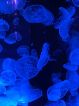 マクセル アクアパーク品川に投稿された画像（2021/6/25）