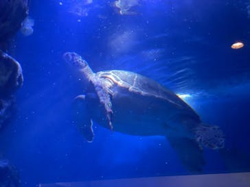 マクセル アクアパーク品川に投稿された画像（2021/6/25）