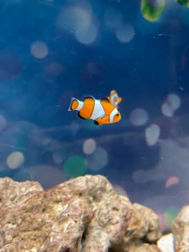 マクセル アクアパーク品川に投稿された画像（2021/6/25）