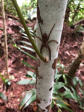 西表島カヌー旅行人グッドアウトドアに投稿された画像（2021/6/25）