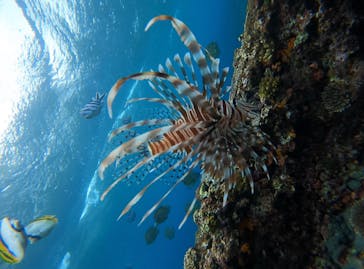 青の洞窟専門店　沖縄ダイビングショップ和に投稿された画像（2021/6/25）