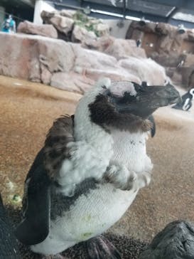 京都水族館に投稿された画像（2021/6/25）