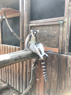 神戸どうぶつ王国に投稿された画像（2021/6/25）