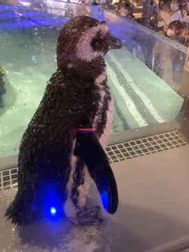 すみだ水族館に投稿された画像（2021/6/26）