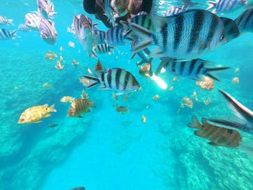 武藤潜水に投稿された画像（2021/6/26）