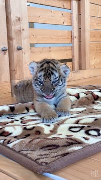 秋吉台自然動物公園 サファリランドに投稿された画像（2021/6/26）