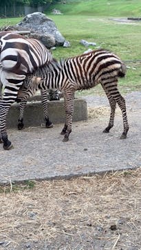 秋吉台自然動物公園 サファリランドに投稿された画像（2021/6/26）
