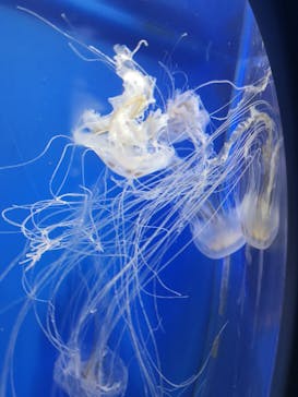 新江ノ島水族館に投稿された画像（2021/6/26）