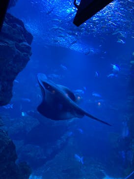 京都水族館に投稿された画像（2021/6/26）