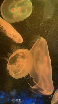 京都水族館に投稿された画像（2021/6/26）