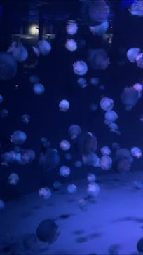 京都水族館に投稿された画像（2021/6/26）