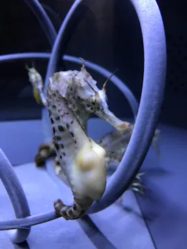 すみだ水族館に投稿された画像（2021/6/26）