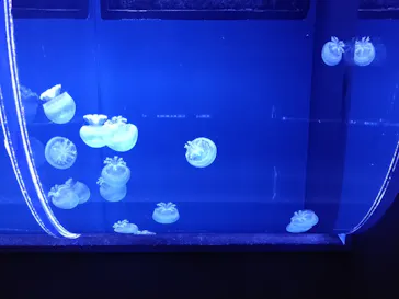 すみだ水族館に投稿された画像（2021/6/26）