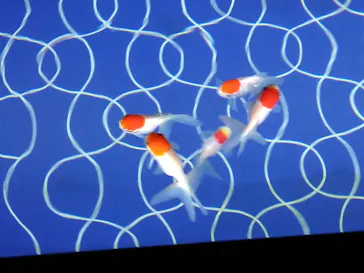 すみだ水族館に投稿された画像（2021/6/26）
