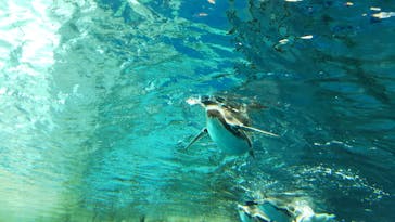 島根県立 しまね海洋館に投稿された画像（2021/6/26）