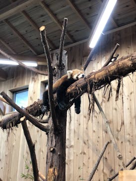 伊豆シャボテン動物公園に投稿された画像（2021/6/26）