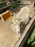 しろとり動物園に投稿された画像（2021/6/26）