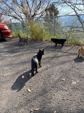 しろとり動物園に投稿された画像（2021/6/26）