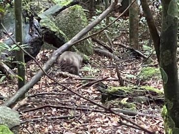 屋久島ガイド21EC-Kに投稿された画像（2021/6/26）