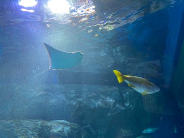 マクセル アクアパーク品川に投稿された画像（2021/6/26）