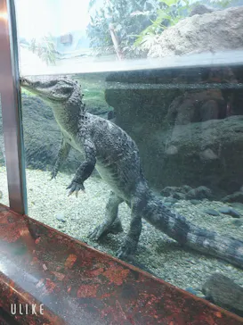 天王寺動物園に投稿された画像（2021/6/26）