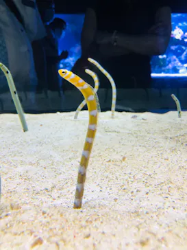 すみだ水族館に投稿された画像（2021/6/26）