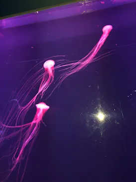 すみだ水族館に投稿された画像（2021/6/26）