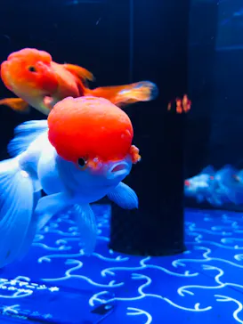 すみだ水族館に投稿された画像（2021/6/26）