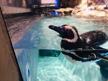 すみだ水族館に投稿された画像（2021/6/26）