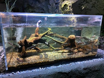 カワスイ 川崎⽔族館に投稿された画像（2021/6/26）