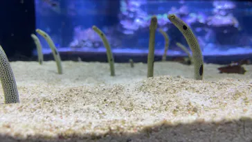 すみだ水族館に投稿された画像（2021/6/26）