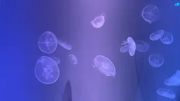 すみだ水族館に投稿された画像（2021/6/26）