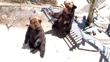 のぼりべつクマ牧場に投稿された画像（2021/6/26）