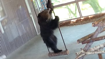 のぼりべつクマ牧場に投稿された画像（2021/6/26）