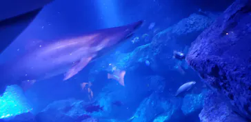 すみだ水族館に投稿された画像（2021/6/26）